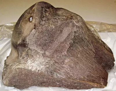 Snowmastodon Discovery: Ice Age Secrets Uncovered in Colorado