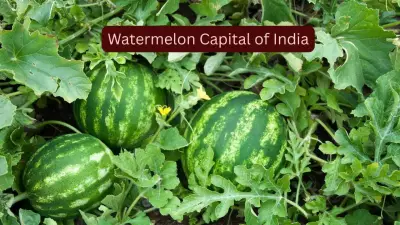 Solapur: India's Watermelon Capital You Must Visit This Summer