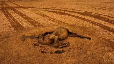 Somalia drought worst on record as aid cuts deepen hunger crisis