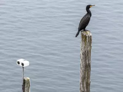 Spinning Eyes on Buoys Fool Seabirds but Only Temporarily, Study Finds