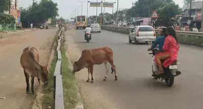 Stray Cattle Menace Rises in Trichy Post Elections as Enforcement Wanes