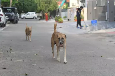 Stray Dog Biting Spree Injures Nearly 60 in Madhya Pradesh's Shivpuri
