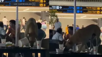 Stray Dog Spotted Inside Hyderabad Airport Lounge Sparks Outrage