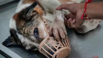 Stray Dogs: GBA to Tackle Veterinary Staff Shortage Following SC Order
