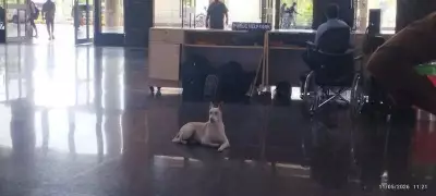 Stray dogs overrun Chennai bus terminus, passengers fear health risks