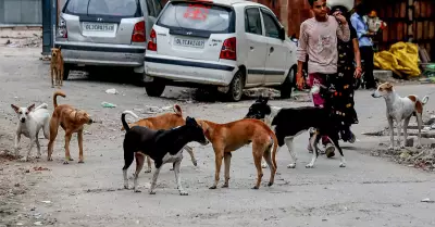 Strays and Safety: An Uneasy Balance in Urban India