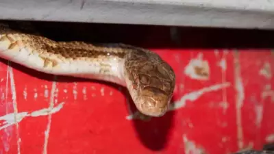 Summer Snake Hideouts: Surprising Spots Around Your Home Revealed