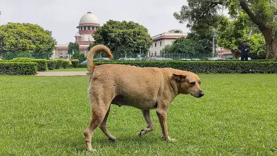 Supreme Court Dismisses Pleas Against Stray Dog Relocation Order