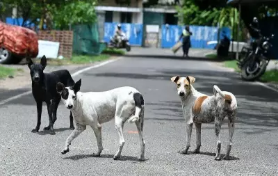 Tamil Nadu Rabies Deaths Surge: 17 Killed, Dog Bites at 2.65 Lakh in 2026