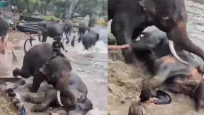 Tamil Nadu Woman Dies After Captive Elephant Attack at Karnataka Camp