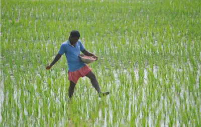 Telangana Paddy Procurement Reaches 30 Lakh Tonnes, MSP Payouts Total Rs 4,520 Crore