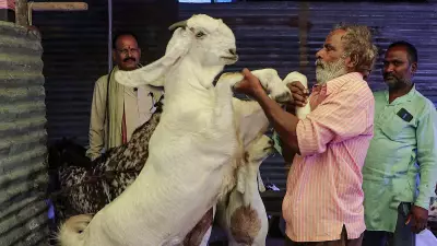 Tension in Thane Housing Society Over Goat Tying Ahead of Bakrid
