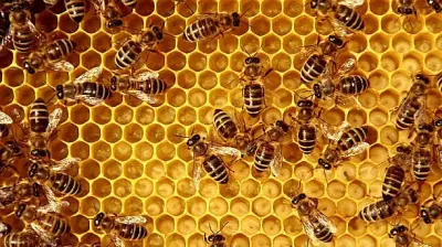 The Silent War on Bees: A Threat to Agriculture and Ecosystems