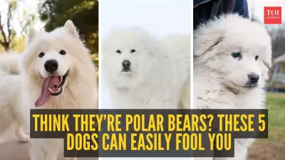 Think They Are Polar Bears? These 5 Dog Breeds Can Easily Fool You