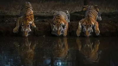 Tiger Triumph and the Fragile Truth: NTCA's Deadline Risk