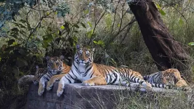 Tigers in Core Zones Show Higher Stress from Human Disturbance: Study