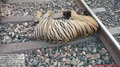 Tigress Dies After Being Hit by Train in Chandrapur District