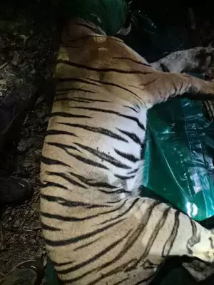 Tigress T-2 Captured After Killing Four Women in Chandrapur