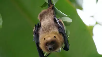 Top 12 Animals with Extraordinary Hearing Abilities in the World