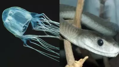 Top 6 Creatures as Venomous as the Inland Taipan Snake
