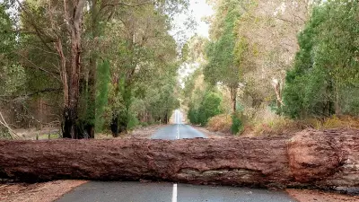 Tree Branch Hacked in Bengaluru's Jayanagar for Procession; Forest Dept Probes