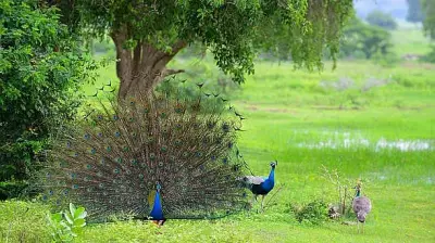 Tumakuru Peacock Deaths Due to H5N1 Avian Influenza, Karnataka Health Dept Confirms