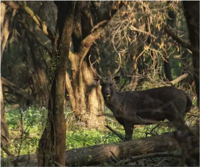 Two Leopards Spotted in Sukhna Wildlife Sanctuary During Survey