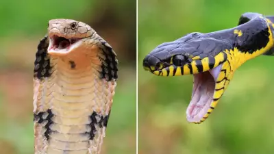 Two Snakes Bite Together: King Cobra Venom Symptoms and Emergency Treatment