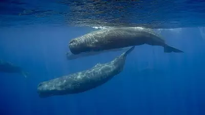 Underwater Robot Tracks Sperm Whale Conversations in Real Time