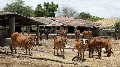UP Teachers Ordered to Procure 100 Quintals of Chaff for Stray Cattle or Face Action