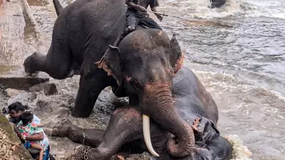 Upalokayukta Takes Suo Motu Cognisance of Dubare Elephant Attack, Seeks Report