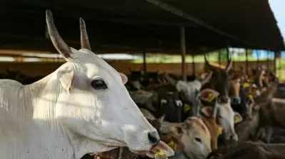 Uttar Pradesh Muslim Groups Seek National Animal Status for Cow Before Bakrid