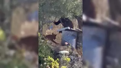 West Bank Dog Killing by Israeli Settlers Shocks Palestinian Village