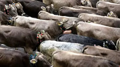 West Bengal Government Issues New Guidelines for Animal Slaughter