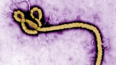 WHO Declares Ebola Outbreak Global Emergency: Key Facts Explained