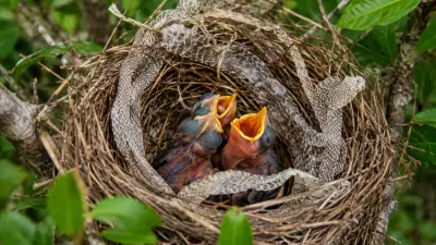 Why Birds Decorate Nests with Snake Skin: Predator Deterrent Revealed