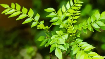 Why Your Curry Leaf Plant Stopped Growing: Common Mistakes to Avoid