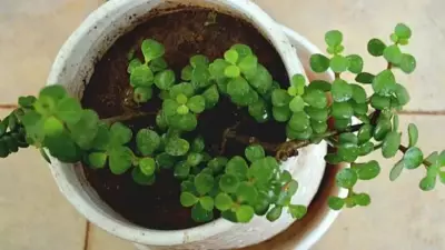 Why Your Jade Plant Keeps Dying: Common Mistakes and Solutions