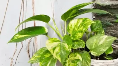 Why Your Money Plant Leaves Are Turning Yellow and How to Fix It