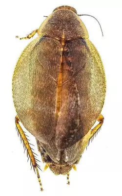 ZSI Creates India's First DNA Barcode Library for Cockroaches, Reveals Hidden Diversity