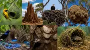 10 Birds That Do Not Build Their Own Nests: Fascinating Adaptations