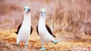 10 Birds with Hilariously Awkward Names and Where to Find Them