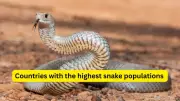 10 Countries with Highest Snake Populations and Safety Tips for Travelers