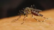 10 Countries with Most Mosquitoes: Does India Make the List?