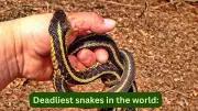 10 Deadliest Snakes in the World: Travel Safety Guide for Tourists
