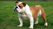 10 Dog Breeds Known for Being Champion Nappers