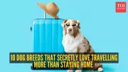 10 Dog Breeds That Love Traveling More Than Staying Home