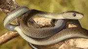 10 Fascinating Facts About the Black Mamba, the World's Fastest Snake