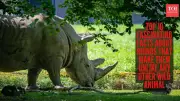 10 Fascinating Rhino Facts That Set Them Apart From Other Wildlife