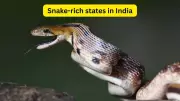 10 Indian States with Highest Snake Population: Wildlife Travel Tips